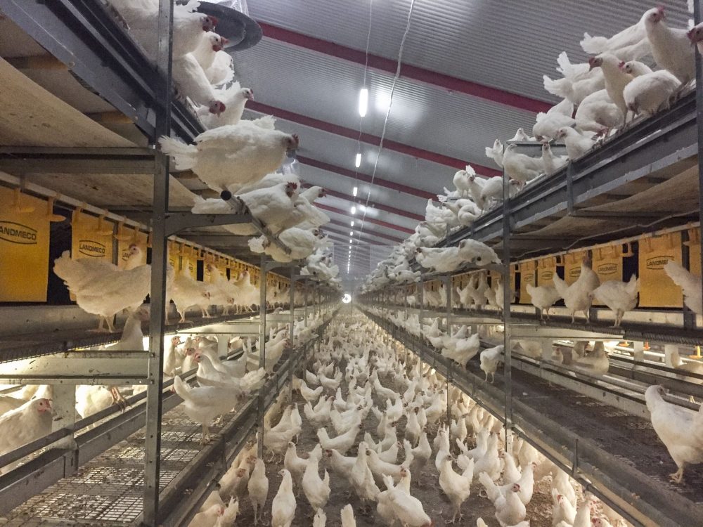 Galline ovaiole