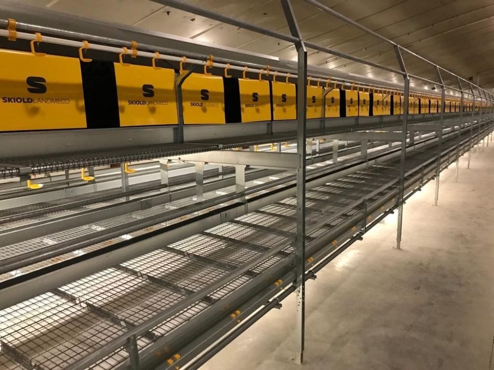 Galline ovaiole
